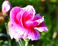 2008-1001_Dianthus_1615_14,5_C